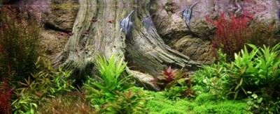 Amazonas in Aquarium Amazonas in Aquarium